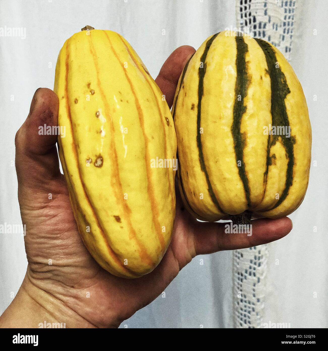Two small delicata squashes fit in a hand - Smartphone Captured Stock Image