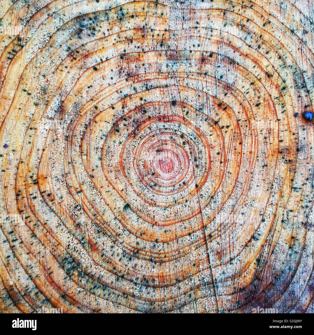 Weathered tree rings - Smartphone Captured Stock Image