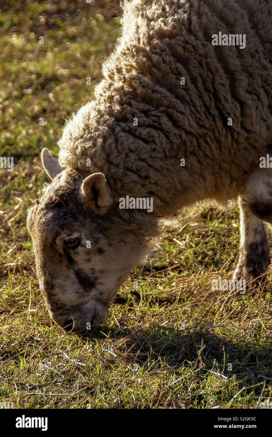 Sheep eating grass Stock Photo - Alamy