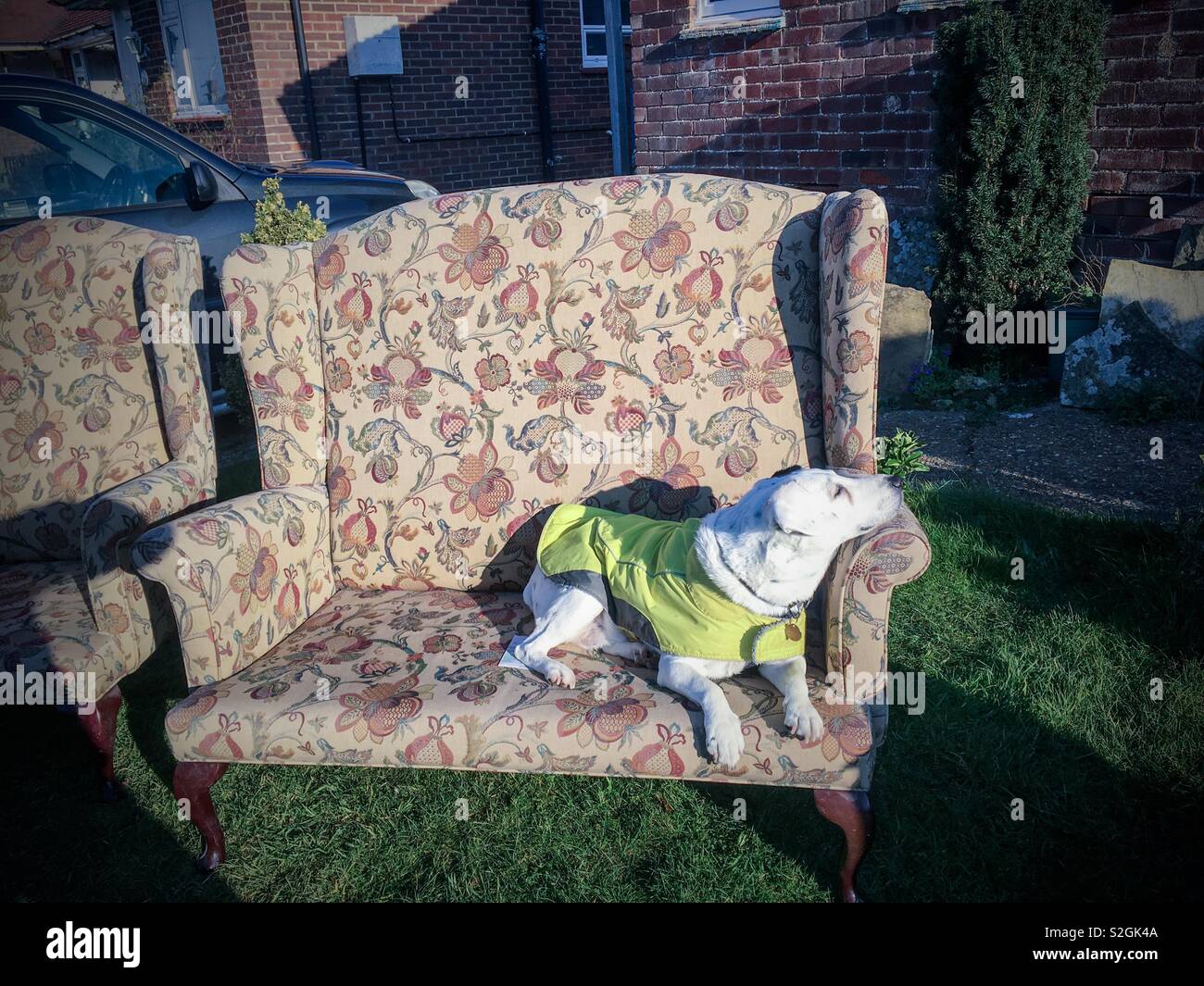 Dog in a yellow coat lounging on a sofa in a front garden - Smartphone Captured Stock Image