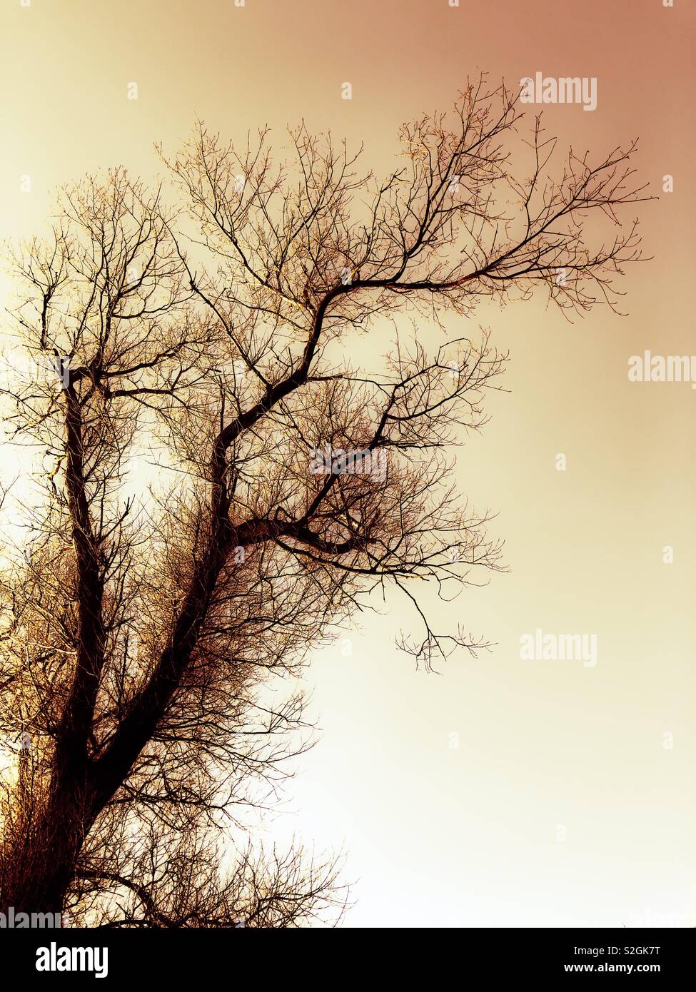 Winter tree silhouette against a pale orange sky - Smartphone Captured Stock Image