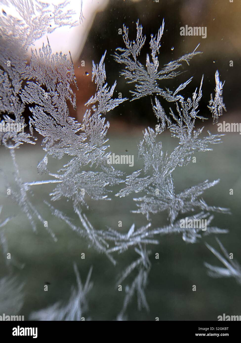Ice Flower High Resolution Stock Photography And Images Alamy