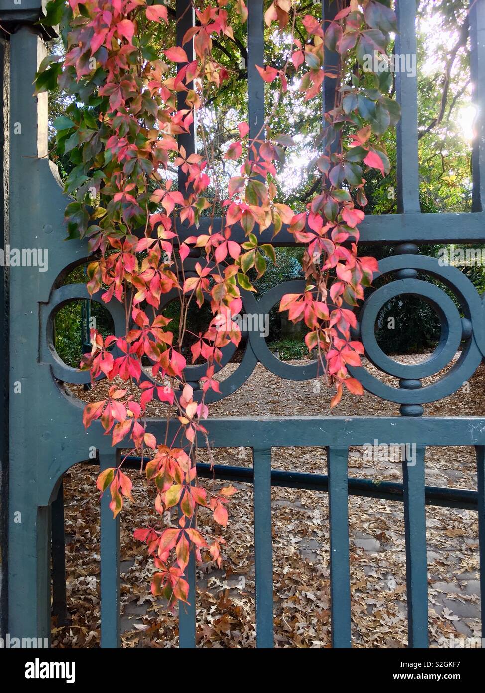 Entrance to the Jardin des Plantes in Jussieu, Paris with trailing Virginia creeper. Autumn colours Stock Photo