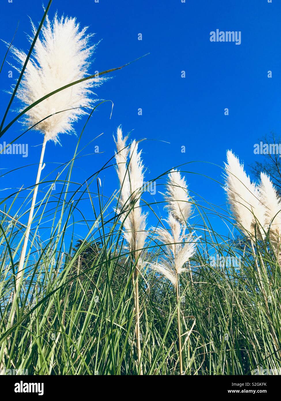 Pampas grass standing tall on a sunny day with clear blue sky. Stock Photo