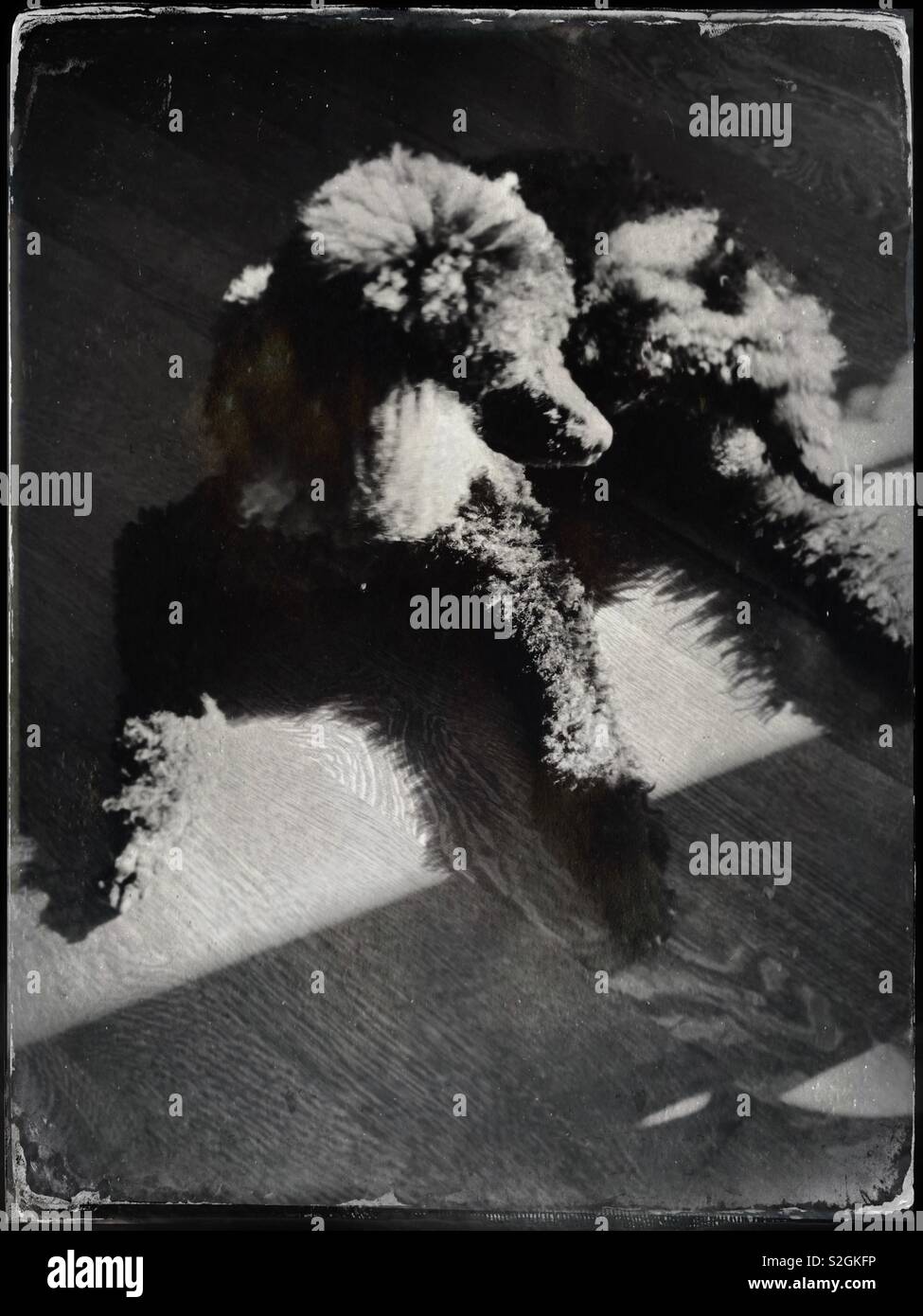 Black standard poodle lying in the sun. Tintype black and white - Smartphone Captured Stock Image