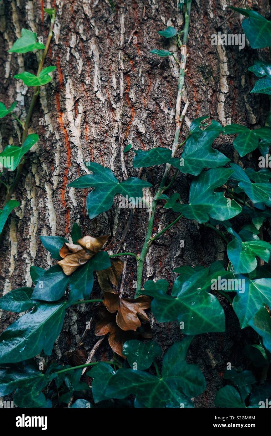 green tree leaves on the trunk Stock Photo Alamy