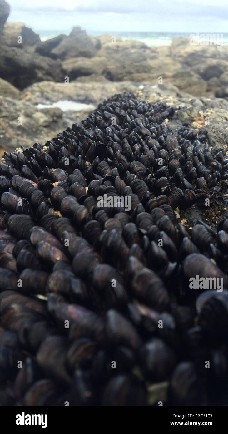 Cockles on the beach Stock Photo Alamy