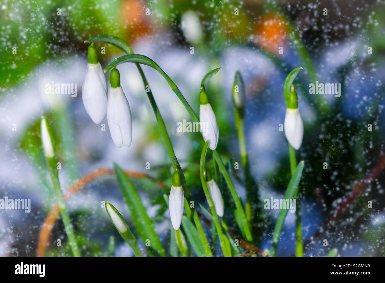 Spring Snowdrops Stock Photo