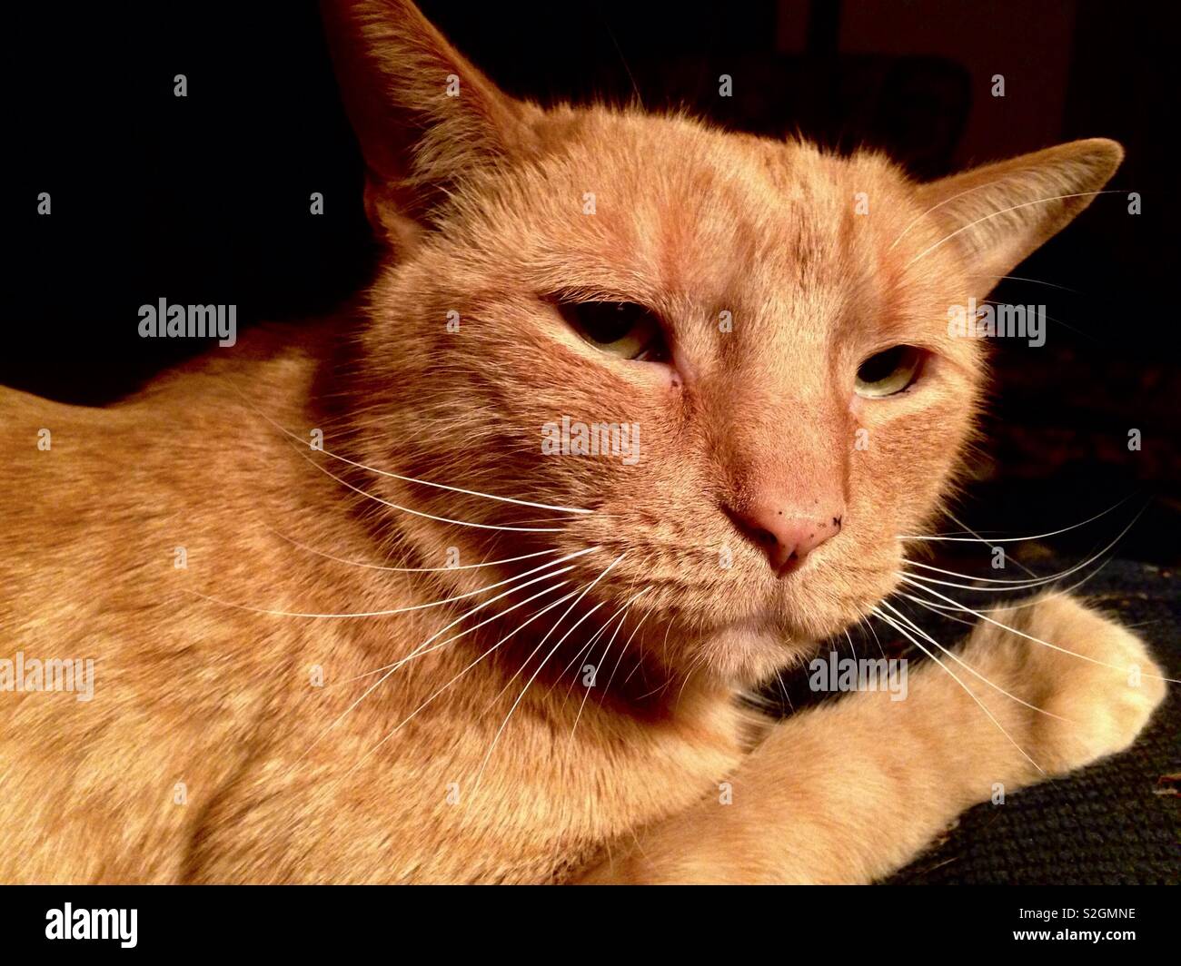 Grumpy Cat Face Stock Photo