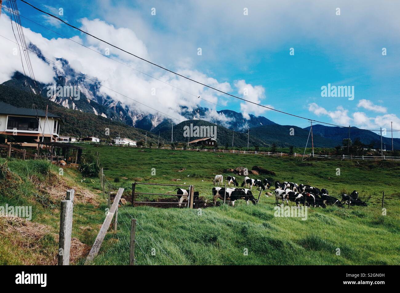 Kundasang Dairy Farm Stock Photo Alamy