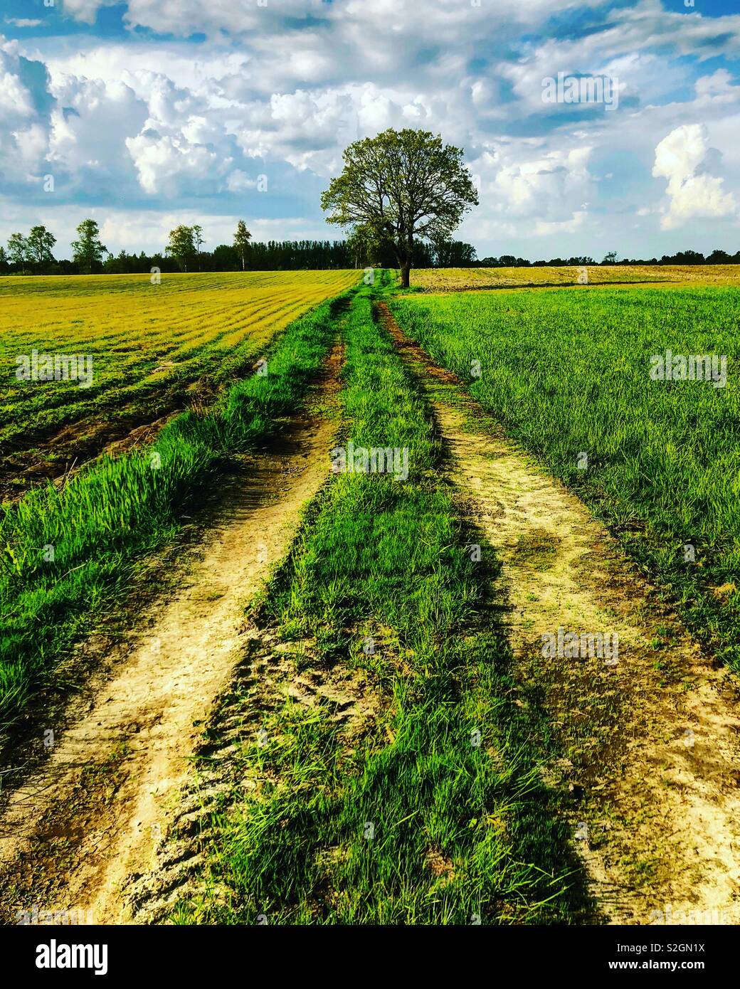 Dirt road running I between the crop filled farm fields, leading up to a single big Green tree under a blue sky with Fluffy clouds on a nice spring day. - Smartphone Captured Stock Image