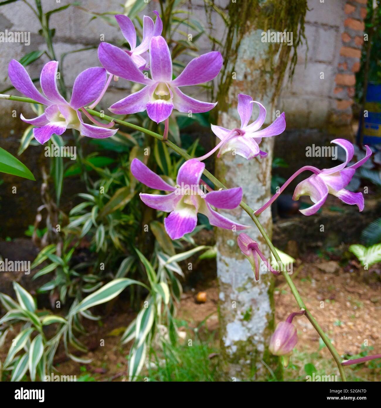 The Orchids Shape A Genetic Blueprint For Beauty - m82mwmg