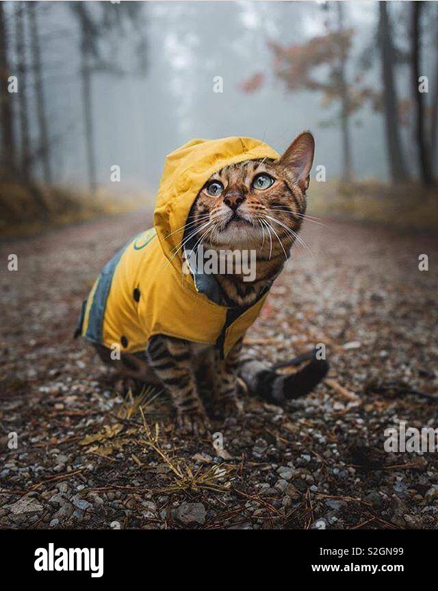 Cat Rain Jacket Online Sale, UP TO 61% OFF