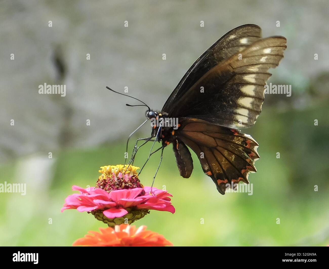 Kissing flower hires stock photography and images Alamy