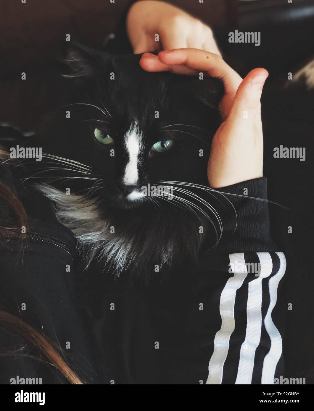 Cat in arms hires stock photography and images Alamy