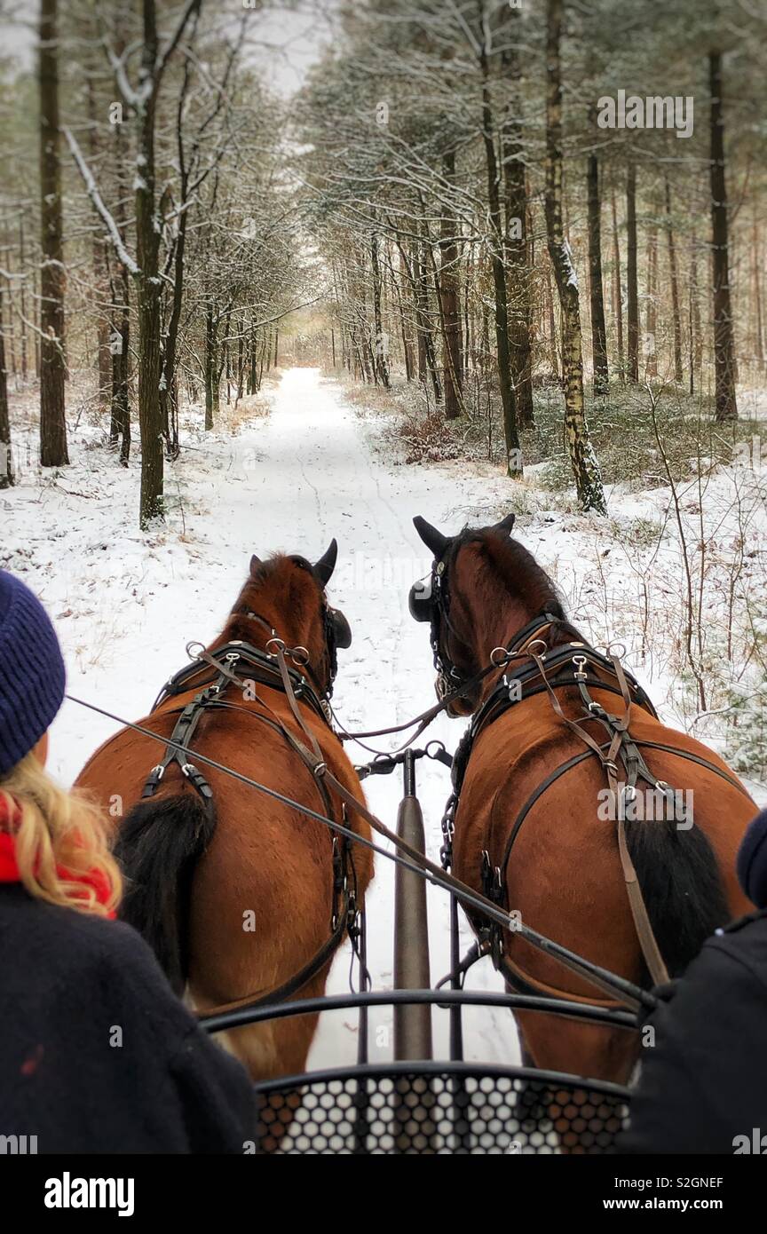 Horse carriage in a snowy forest - Smartphone Captured Stock Image