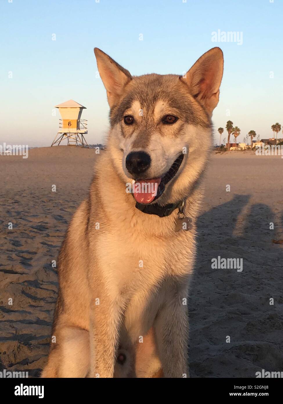 Guapo at Dog Beach in Ocean Beach, San Diego. Stock Photo