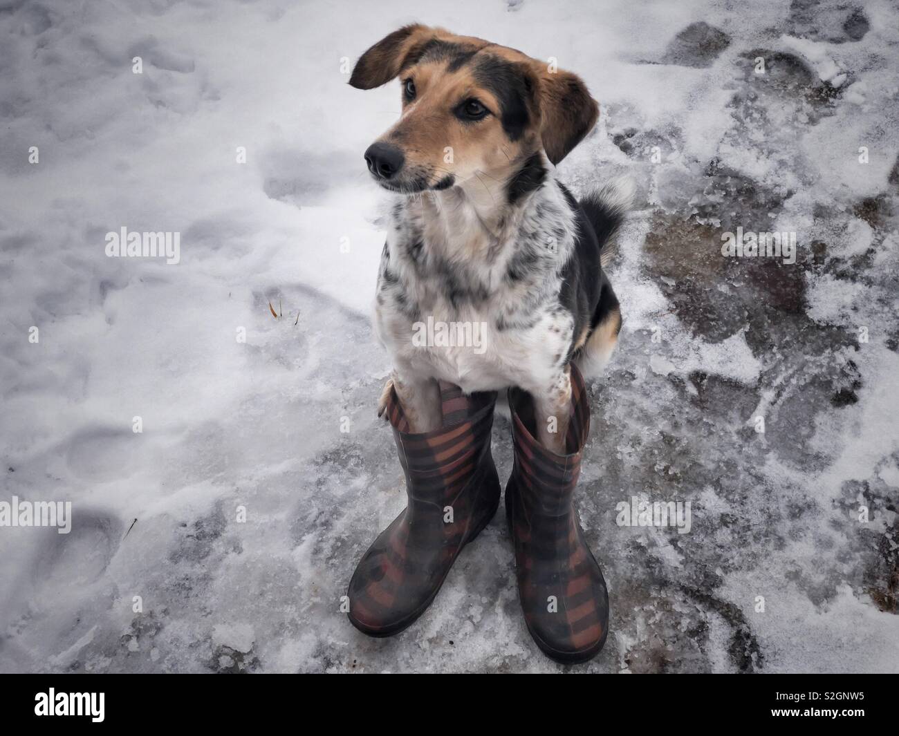 Mixed breed hunting dog sitting on a wet snow wearing human wellingtons Stock Photo
