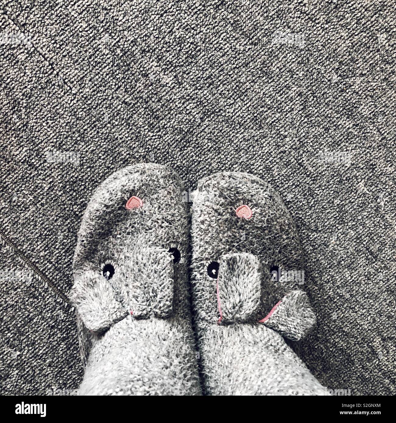 Grey bunny slippers on grey carpet from creative point of view Stock Photo