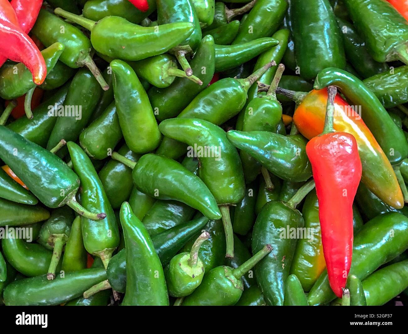 Red and green chilli peppers for sale at a souk in Agadir, Morocco, Africa - Smartphone Captured Stock Image