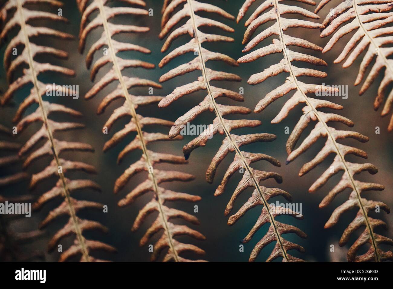abstract brown fern plant leaves Stock Photo Alamy