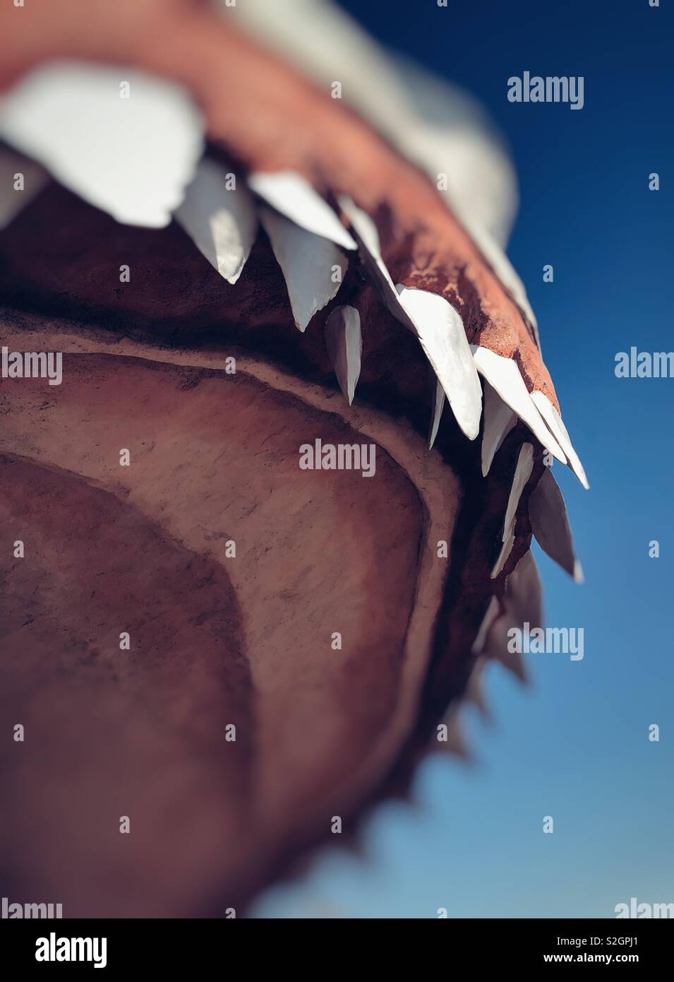 Huge shark teeth in the entrance to gift store shaped as giant open Shark head in Ocean Shores, WA - Smartphone Captured Stock Image