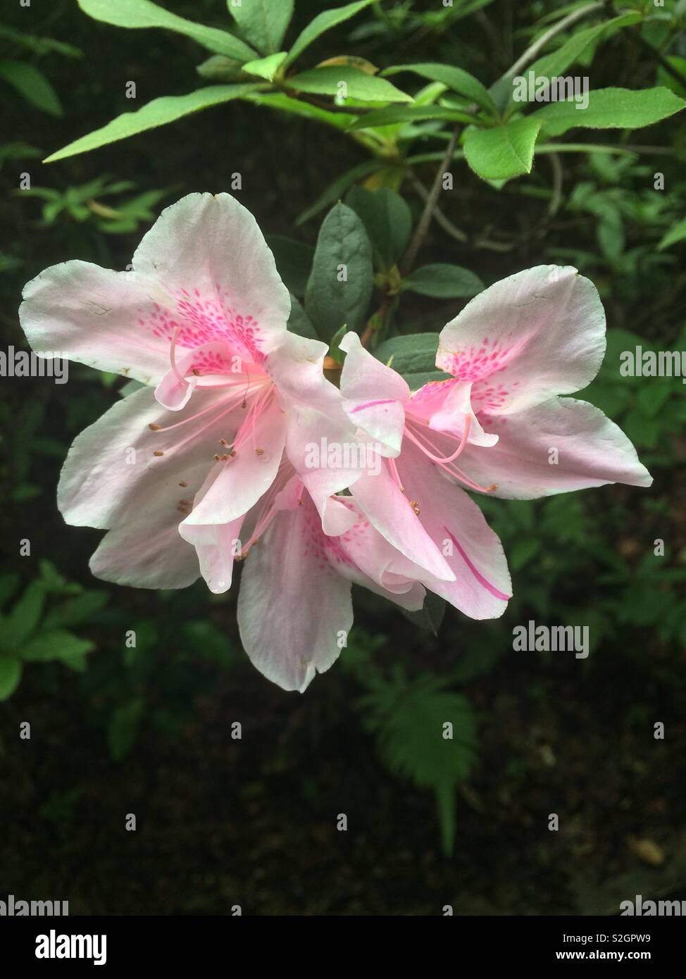 Hong Kong pink & white flower Stock Photo Alamy