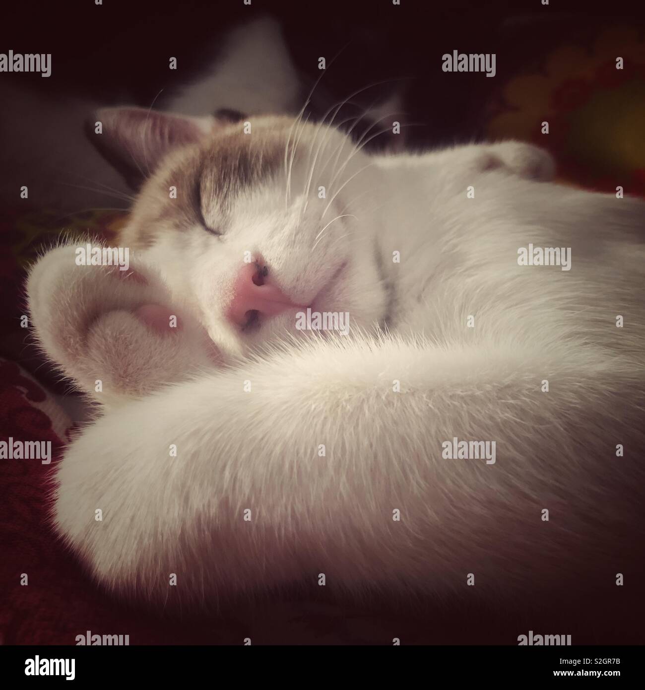 Cat sleeping Stock Photo