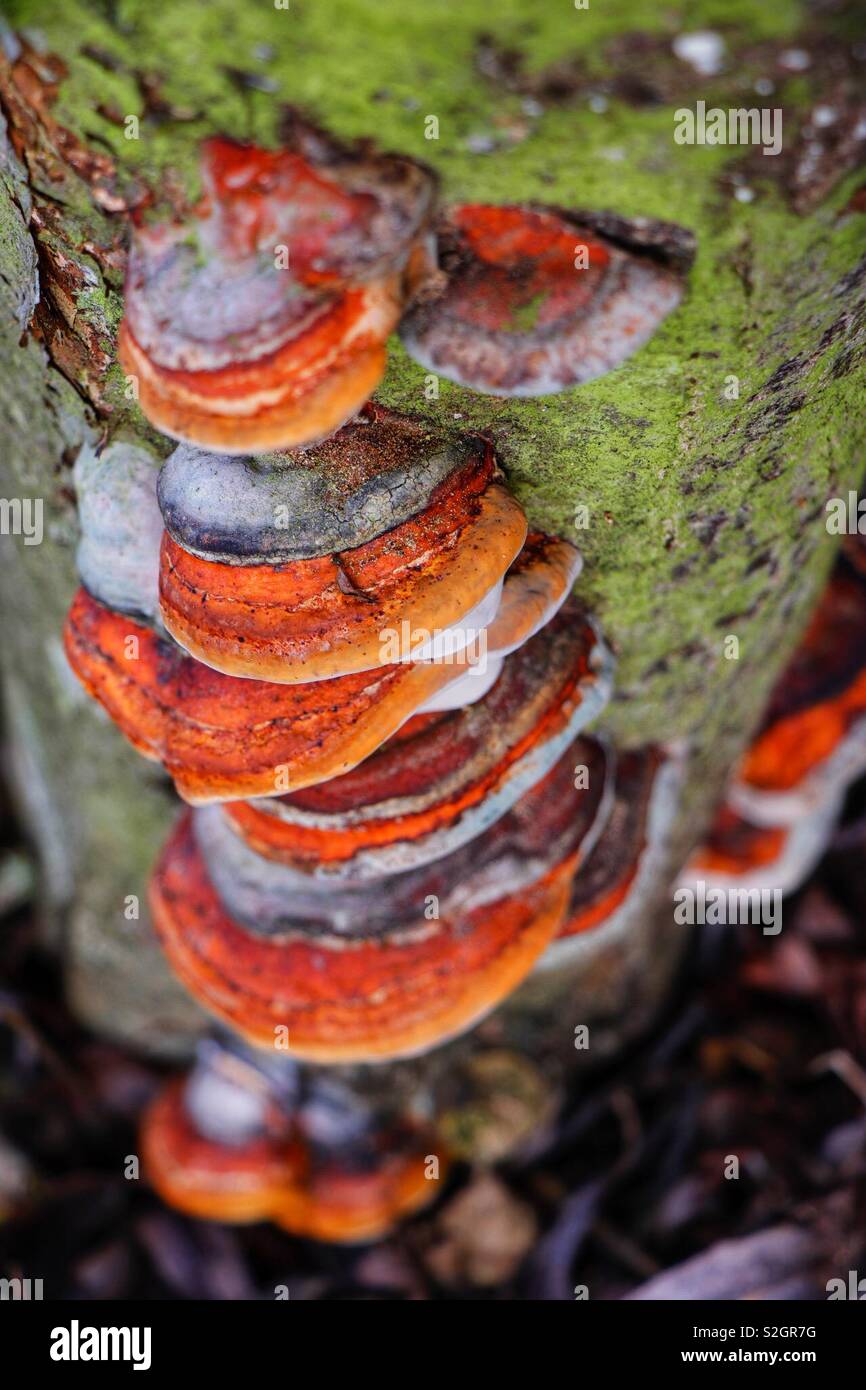 Fomitopsis pinicola, the Red-Banded Bracket Fungus. Rarely recorded in the U.K., with just 50 records on the national database is becoming more common - Smartphone Captured Stock Image