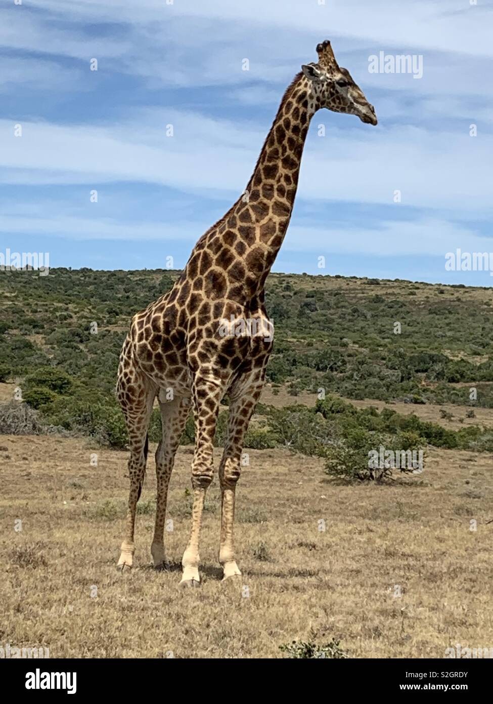 South African Giraffe