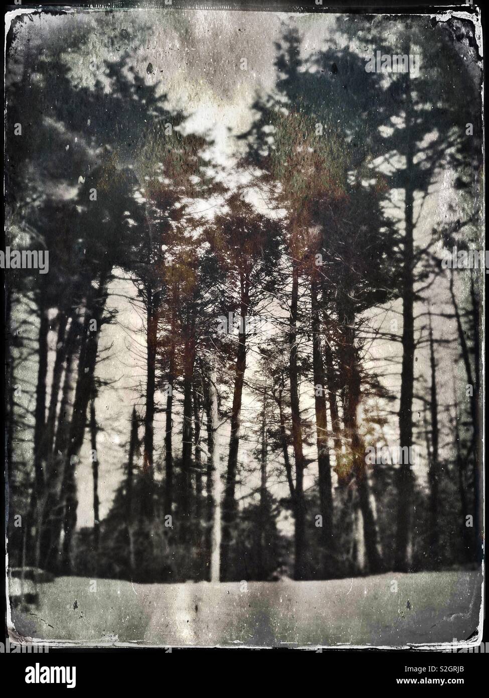 Winter view with trees at sun set vintage tintype style Stock Photo