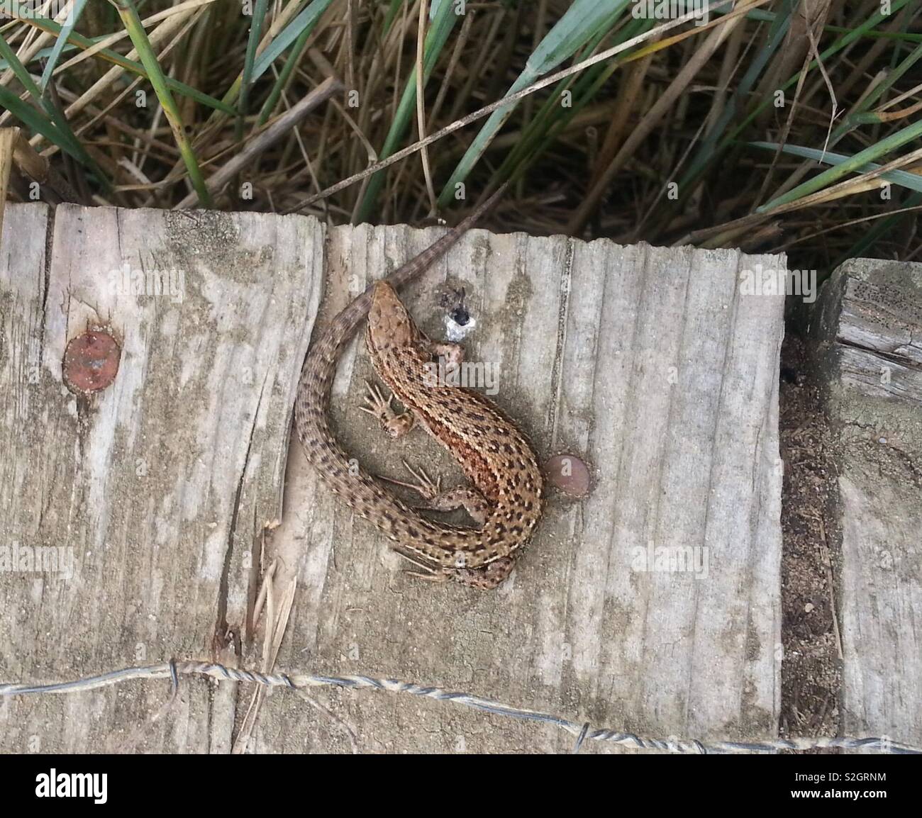 Rare Brown Lizard, sunbathing on boardwalk at Snape, England. - Smartphone Captured Stock Image Rare Brown Lizard, sunbathing on boardwalk at Snape, England. - Smartphone Captured Stock Image