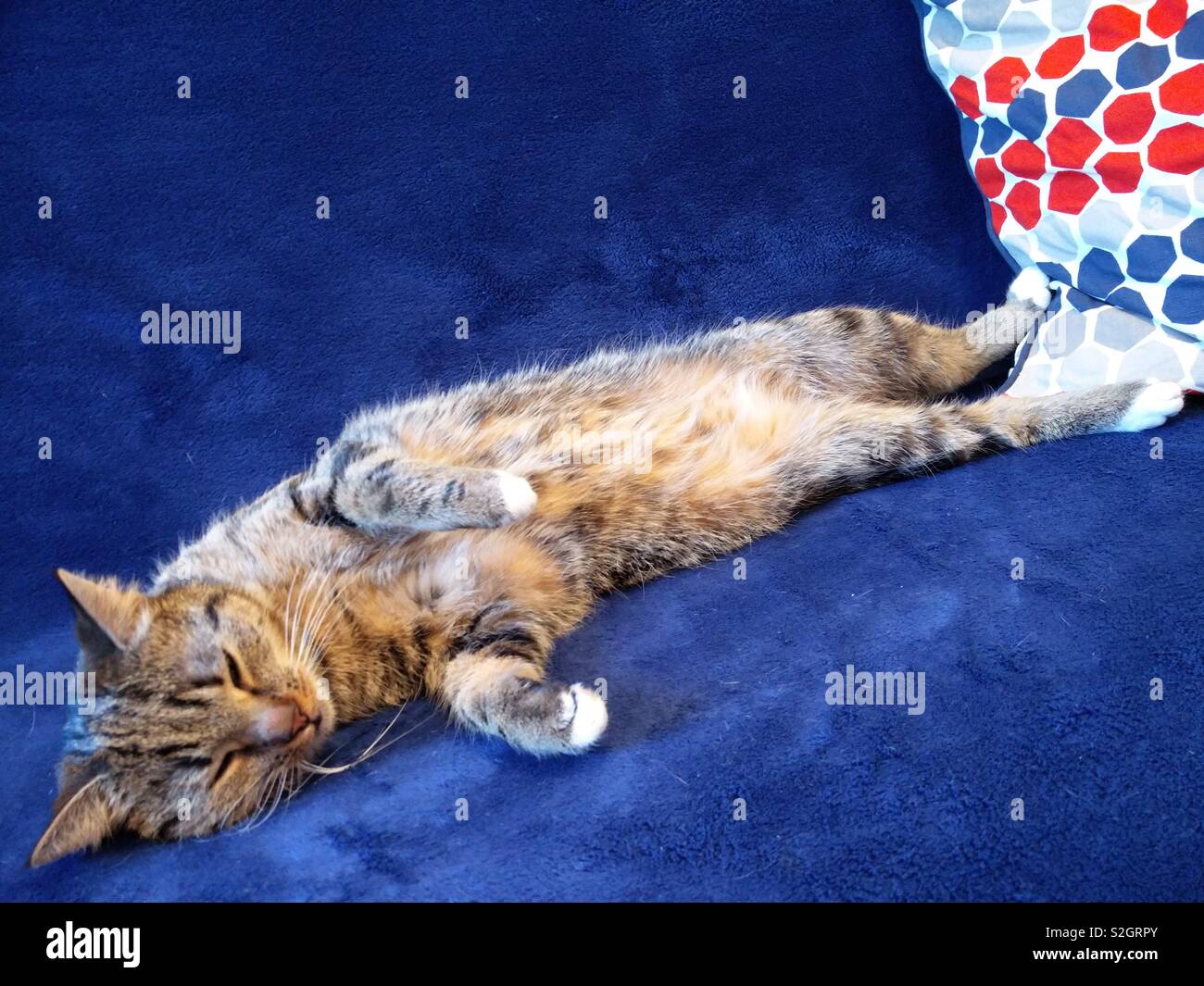 Lazy Animals High Resolution Stock Photography and Images - Alamy