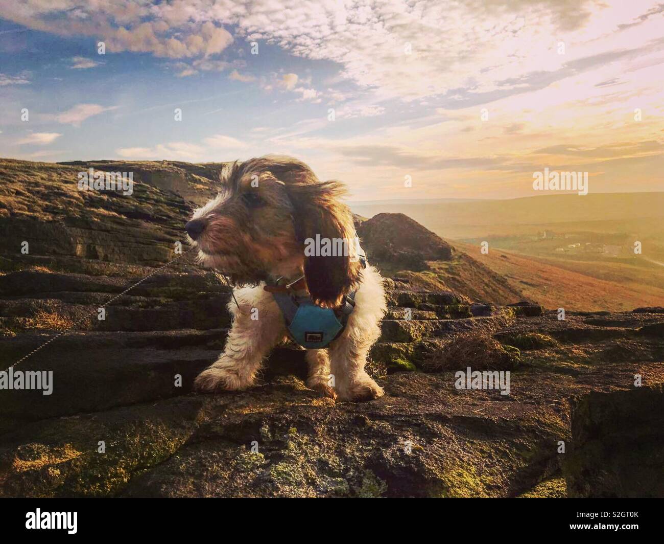 Adventure Dog Stock Photo