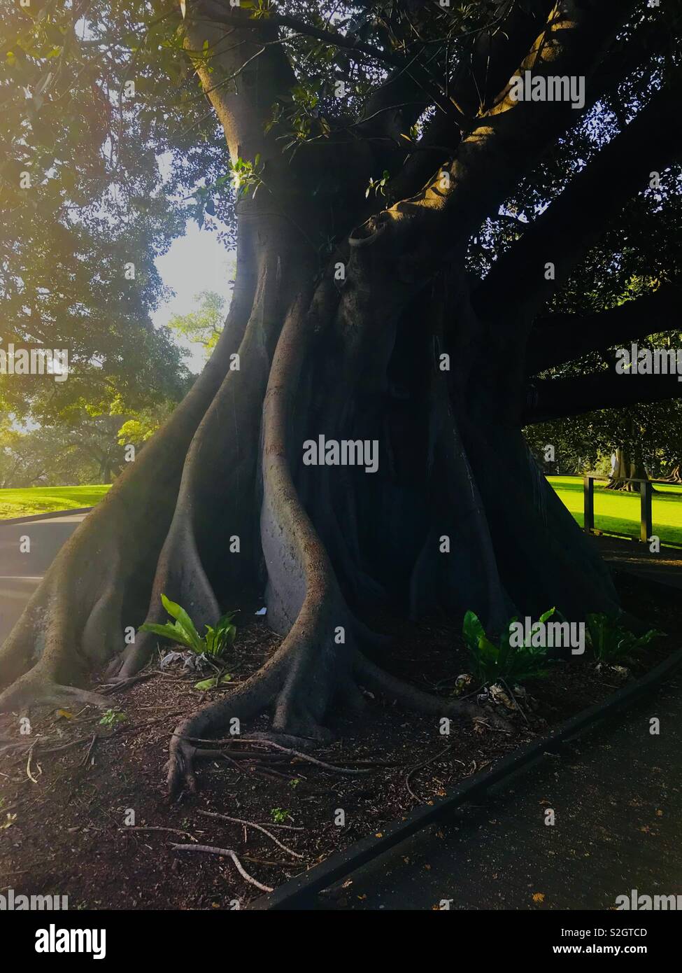 Tree with spectacular roots in the botanical gardens at Sydney Harbour, Australia, NSW Stock Photo