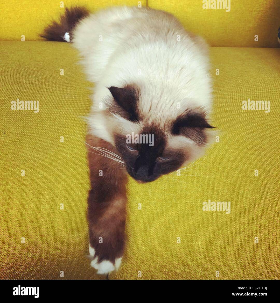 Birman cat on a sofa - Smartphone Captured Stock Image