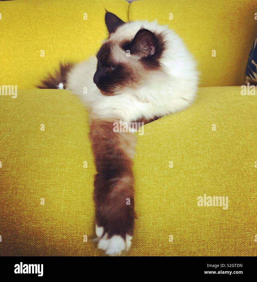 Birman cat on a sofa - Smartphone Captured Stock Image