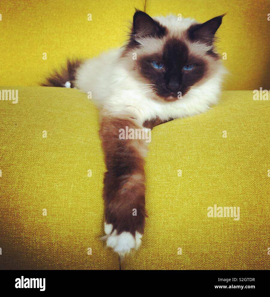 Birman cat on a sofa - Smartphone Captured Stock Image