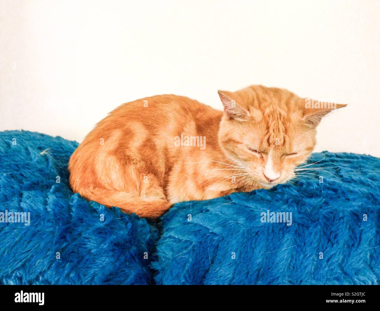 Soft Kitty, Warm Kitty Stock Photo - Alamy