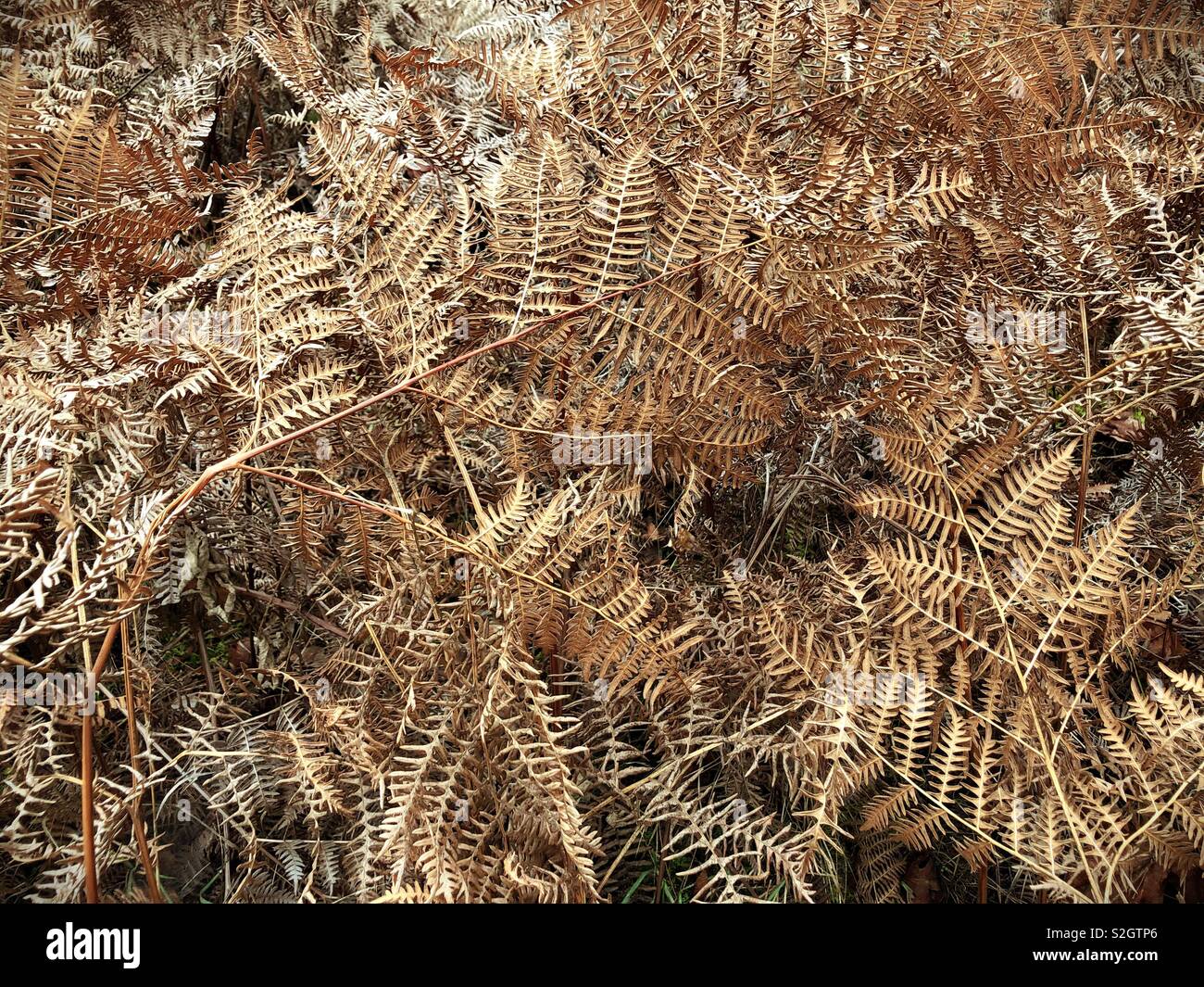 A bunch of dry fern plants near Eugene, Oregon, USA Stock Photo - Alamy