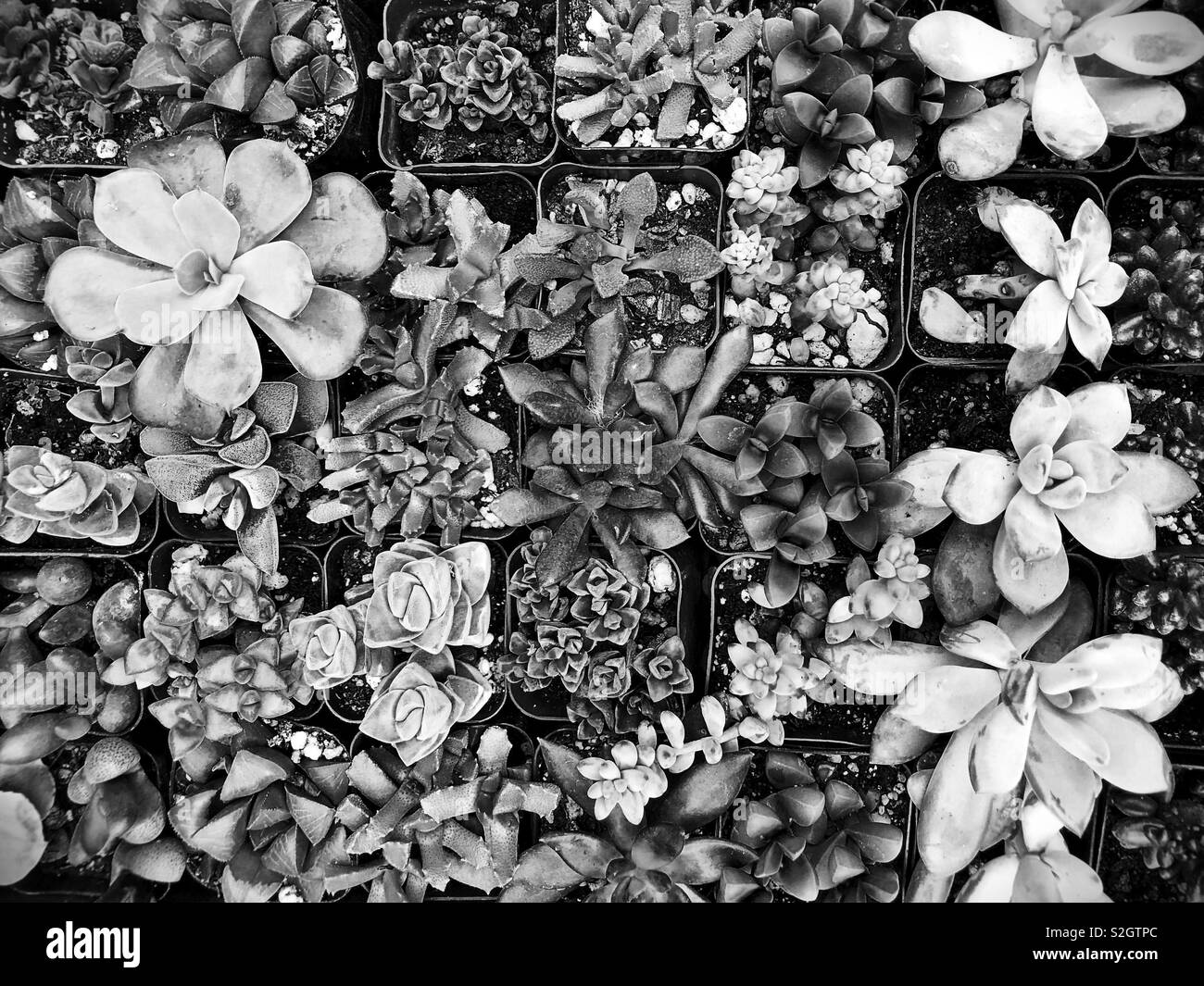 Succulents overhead hi-res stock photography and images - Alamy