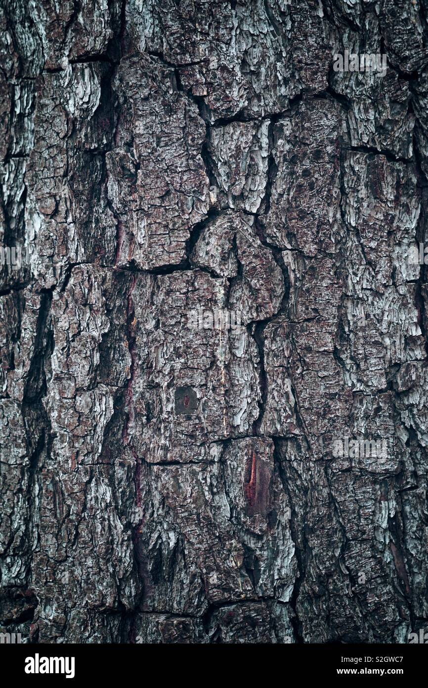 tree trunk wooden texture Stock Photo - Alamy
