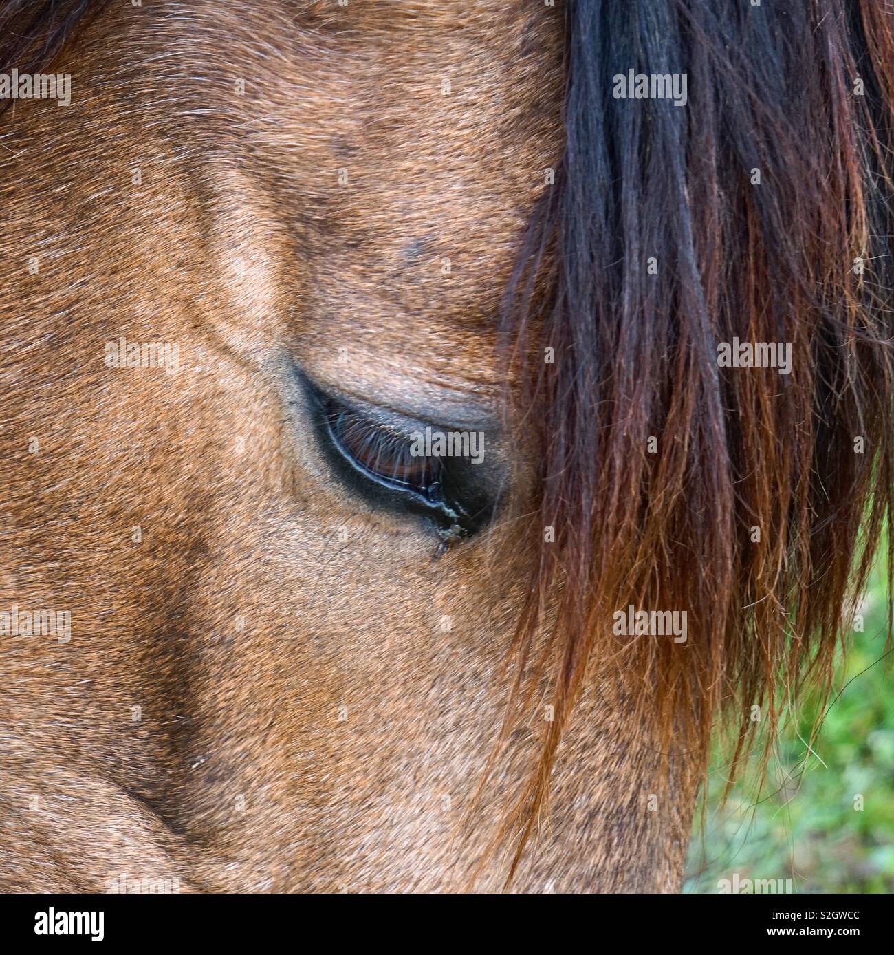 brown horse eye Stock Photo Alamy