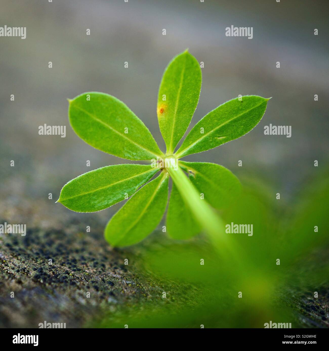 Flower plant with leaves hi-res stock photography and images - Alamy