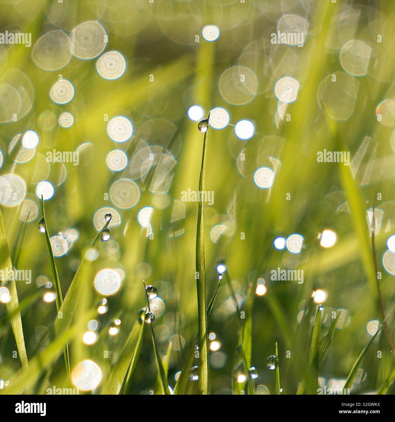 Raindrops grass hi-res stock photography and images - Alamy