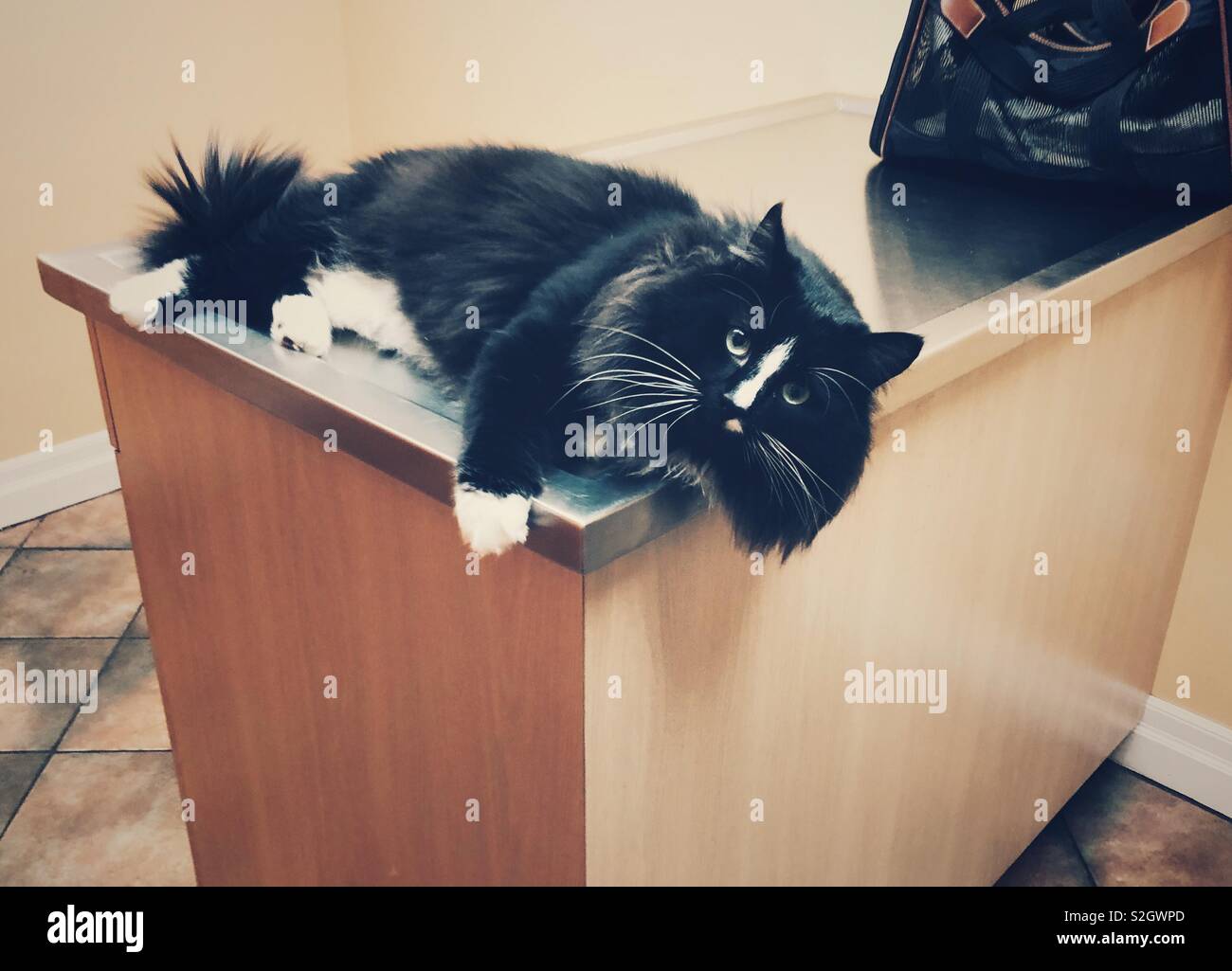 Long haired pet cat on exam table at the veterinarian’s office - Smartphone Captured Stock Image