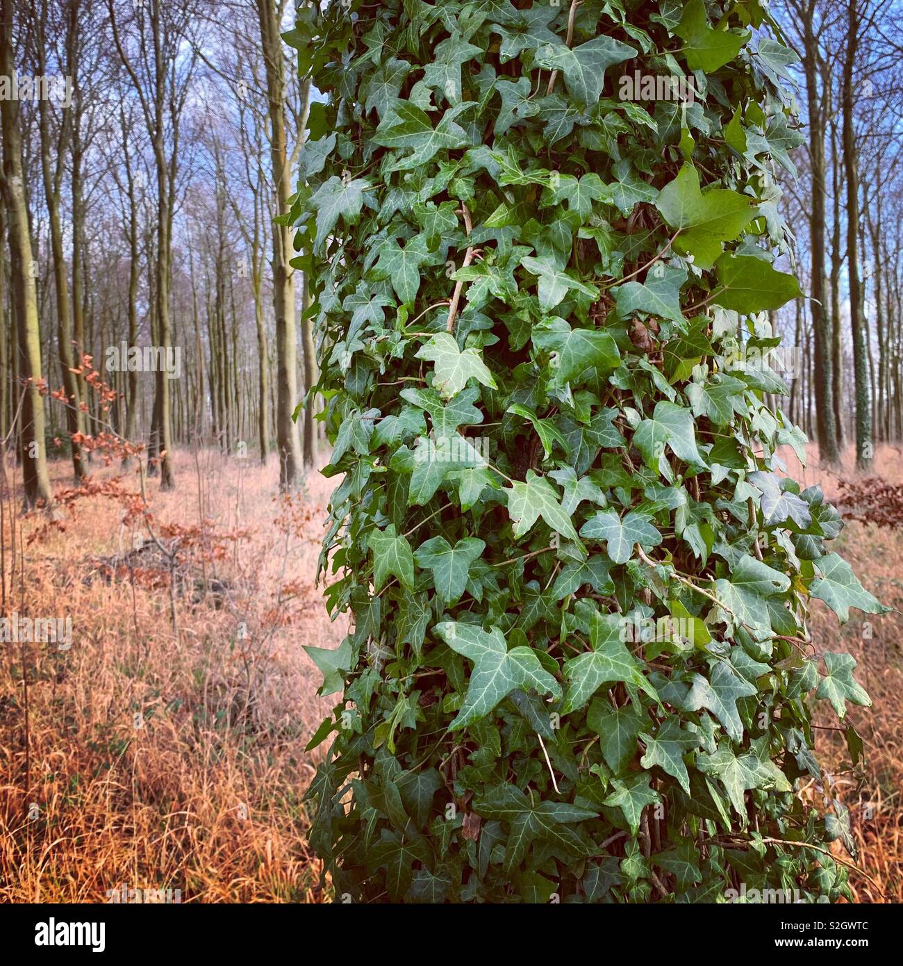 Ivy clad tree Stock Photo