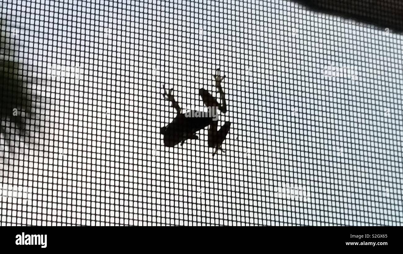 Cuban tree frog - Smartphone Captured Stock Image