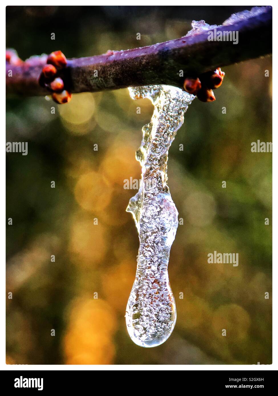 Ice Crystals forming with melting water drops Stock Photo Alamy