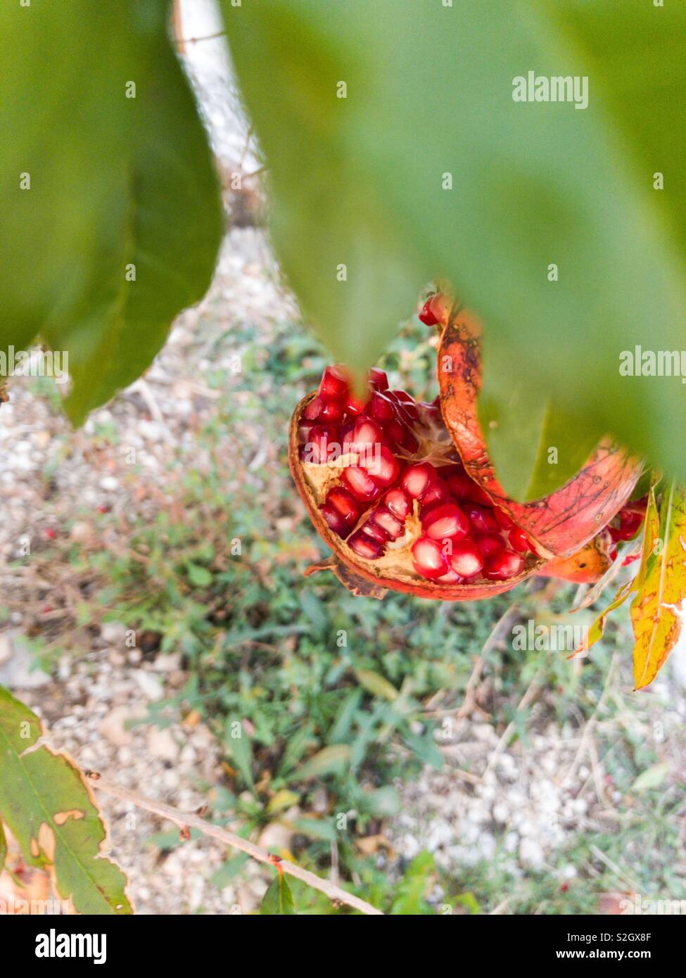 Cracked pomegranate fruit on tree Stock Photo